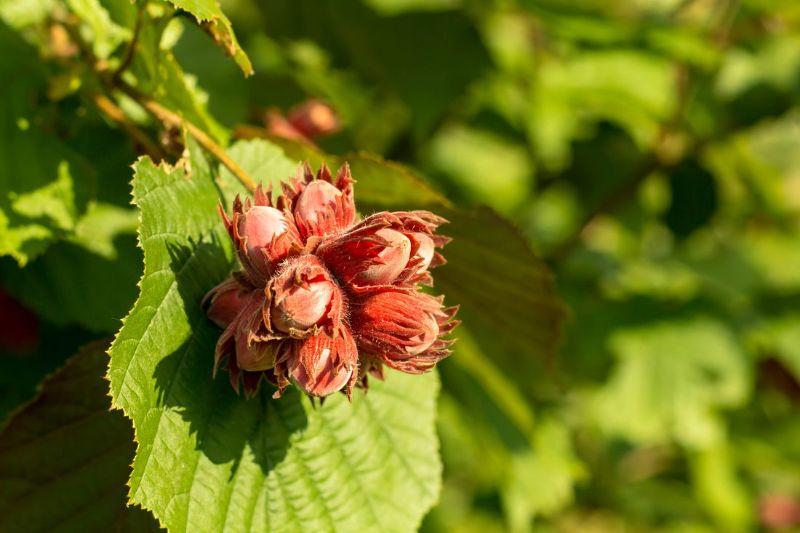 haselnuss-anbau-garten.jpg