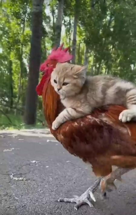 huhn katze.jpg