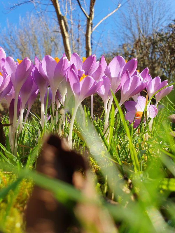 frühling.jpg