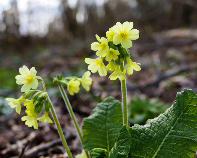 Primula-eliator-klassisch.jpg