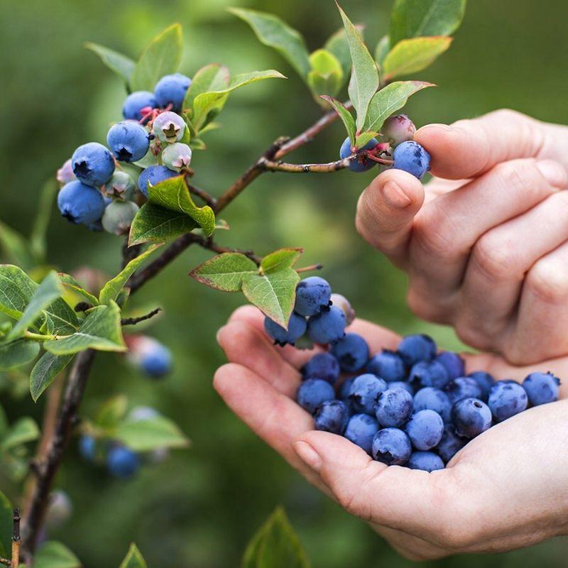 blaubeeren126_v-quadratl.jpg