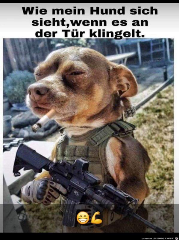 Hund.jpg