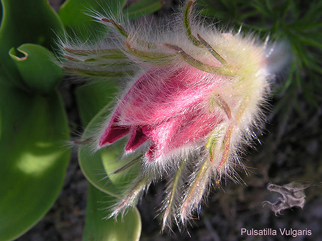 pulsatilla_vulgaris_.jpg