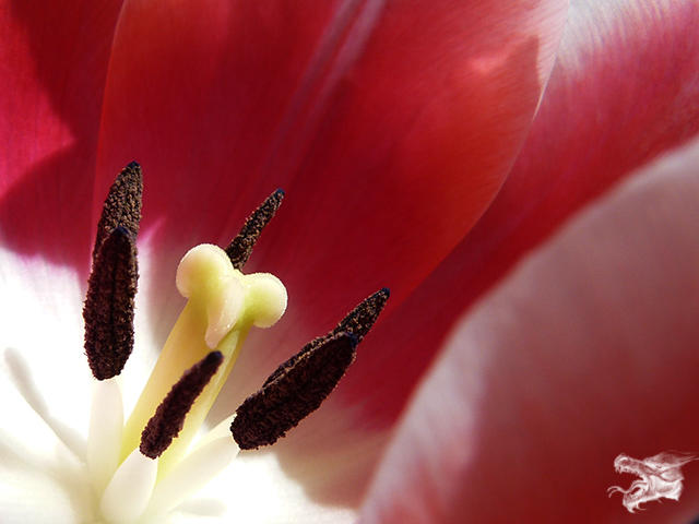 Tulpenstempel_k.jpg