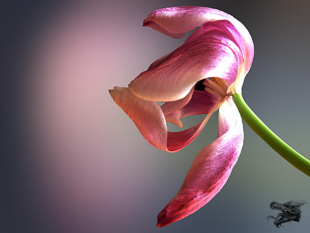 Tulpe_2022_04_14_03_k.jpg