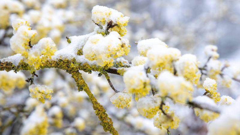 schnee-im-taunus-es-bleibt-die-naechsten-tage-kalt-in-deutschland-.jpg