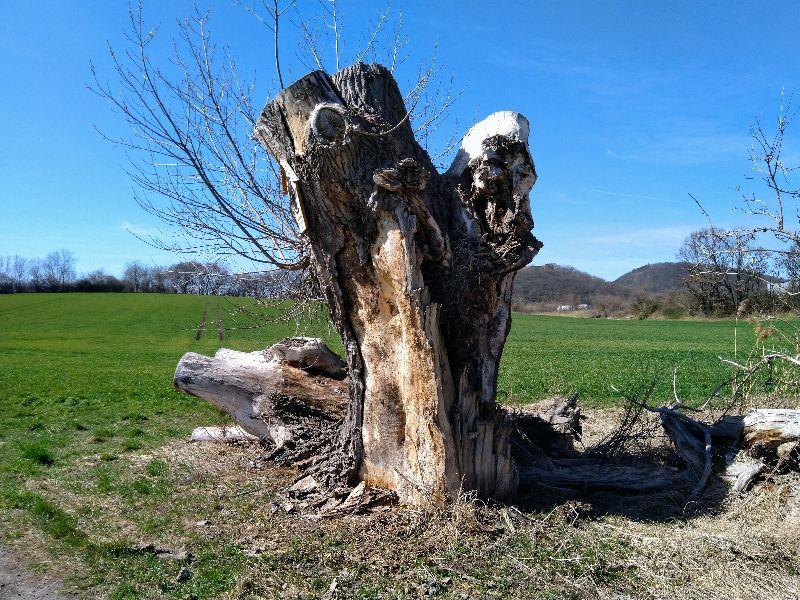 Baum leben.jpg