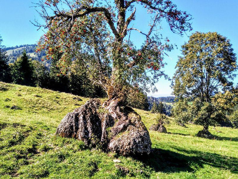 Hochgrat alter Baumbestand.jpg