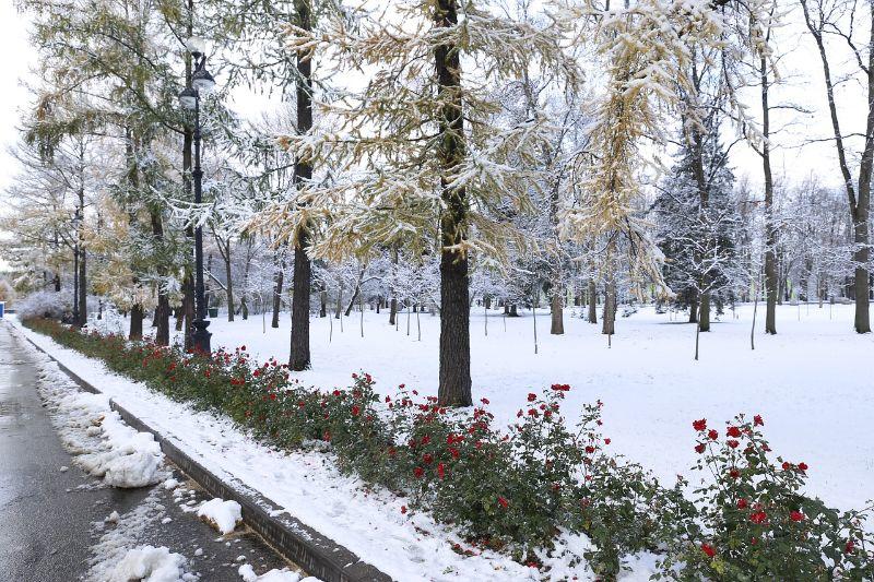 Rosen im Schnee.jpg