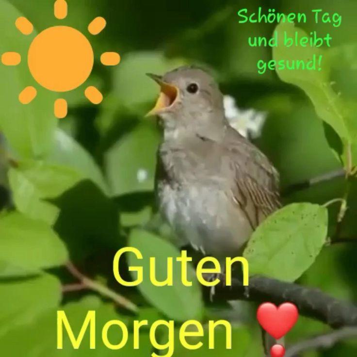 Guten Morgen ein neuer Tag ist erwacht 🌞🦜.jpeg