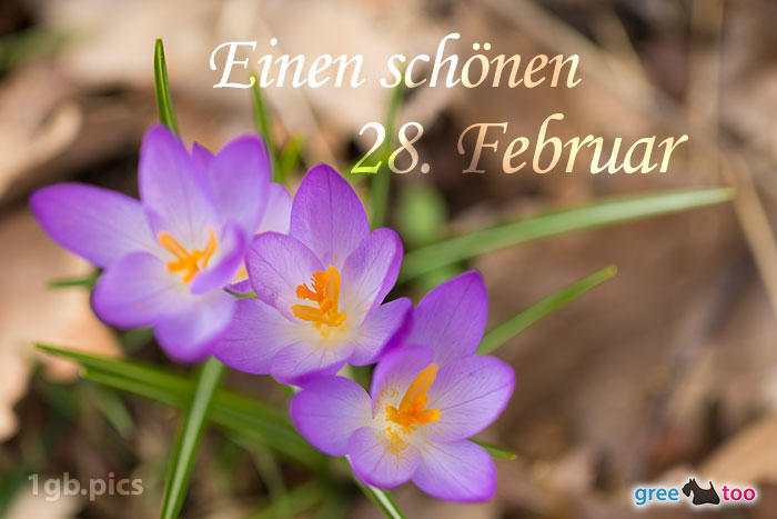 9914-000094_lila-krokus-einen-schoenen-28-februar_1gb.pics.jpg