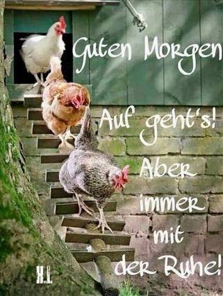 ᐅ Guten Morgen Bilder Lustig Whatsapp - GB Pics - GBPicsBilder.jpeg