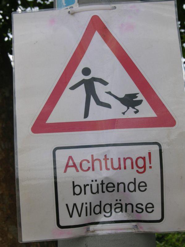 Brütende Wildgänse.JPG