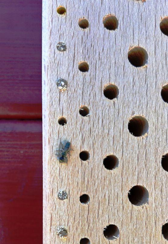 Holzwespe Insektenhotel 1.jpg