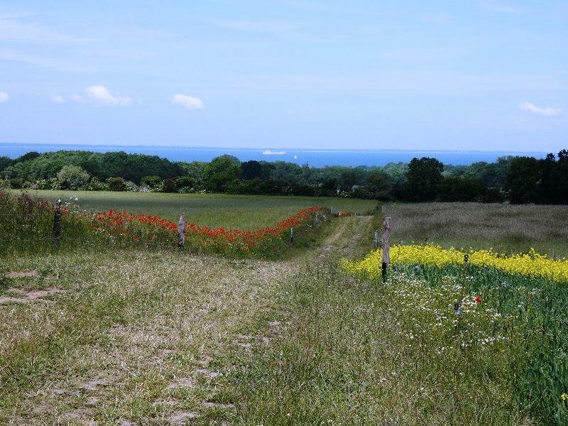 Blick vom Hohenschoenberg auf die Ostsee.JPG