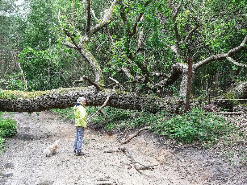 Und plötzlich war da dieser Baum.jpg