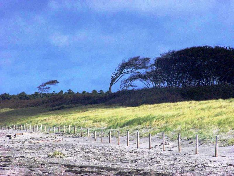 Windflüchter_Sonne_und_Schatten.JPG