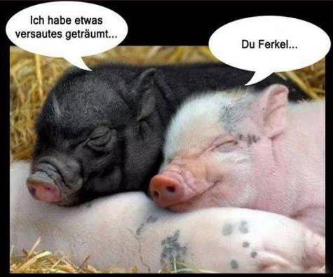 ferkel.jpg