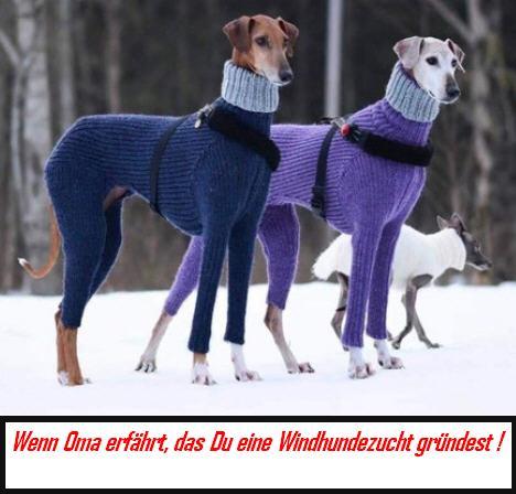 windhunde.jpg