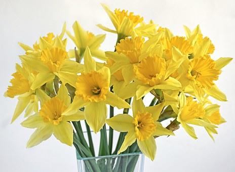 daffodils-1236487__340.jpg