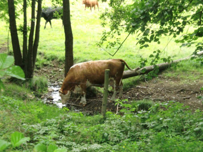 Wandern bei Harra 026.jpg