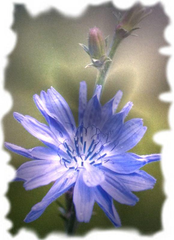 Blaue Blume.jpg