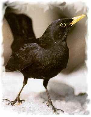 amsel.jpg