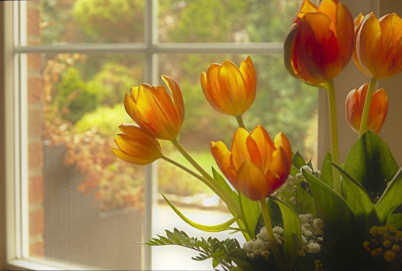 tulips-4927755_1280.jpg