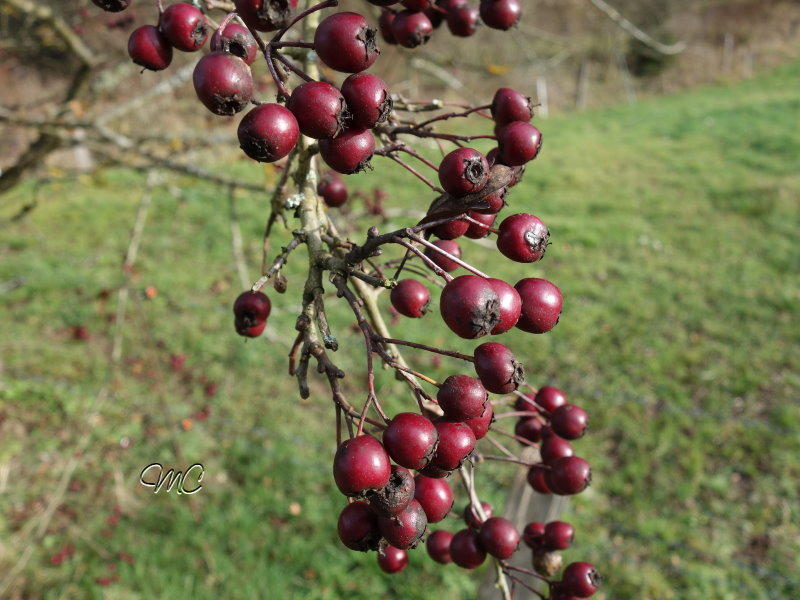 die natur in rot 2 .jpg