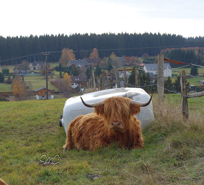 tiere unsere welt 2.jpg