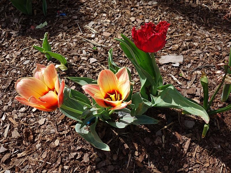 tulpe 7.JPG