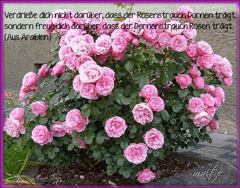 rose gedicht.jpg