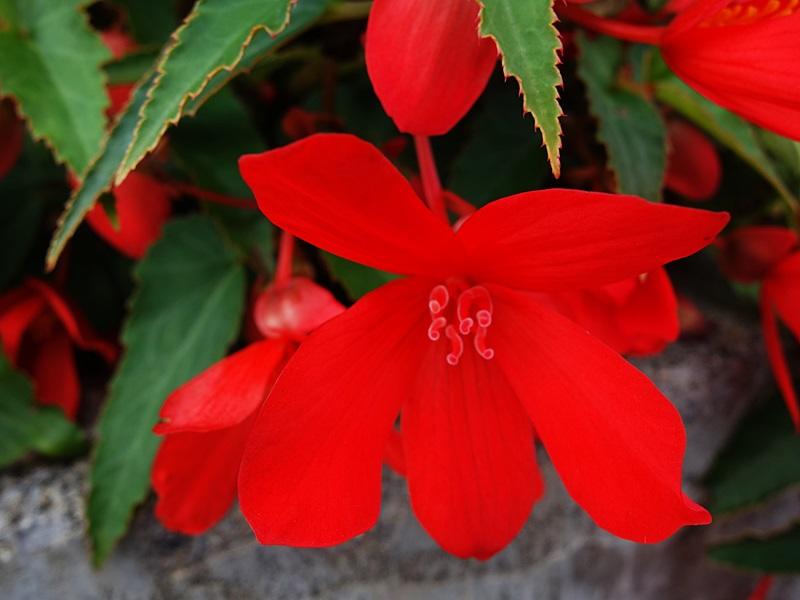 die natur in rot 88.JPG