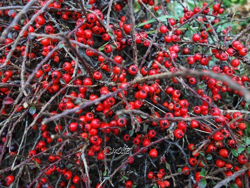 natur in rot 1.JPG