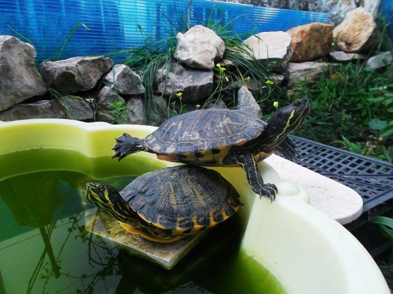 wasserschildkröten.JPG