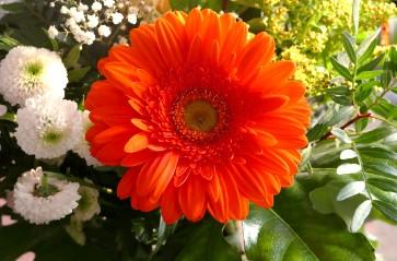 GERBERA01.jpg