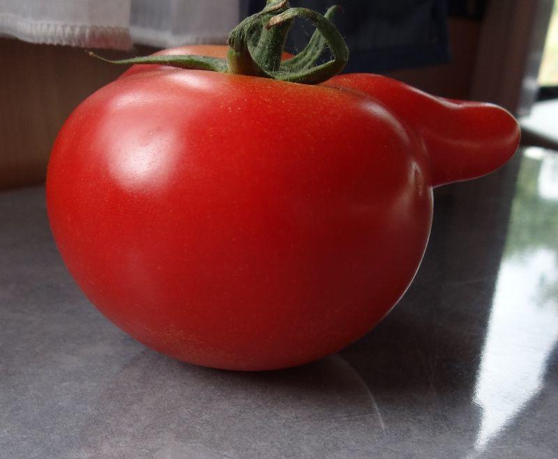 lustg ist das Tomatenleben.jpg