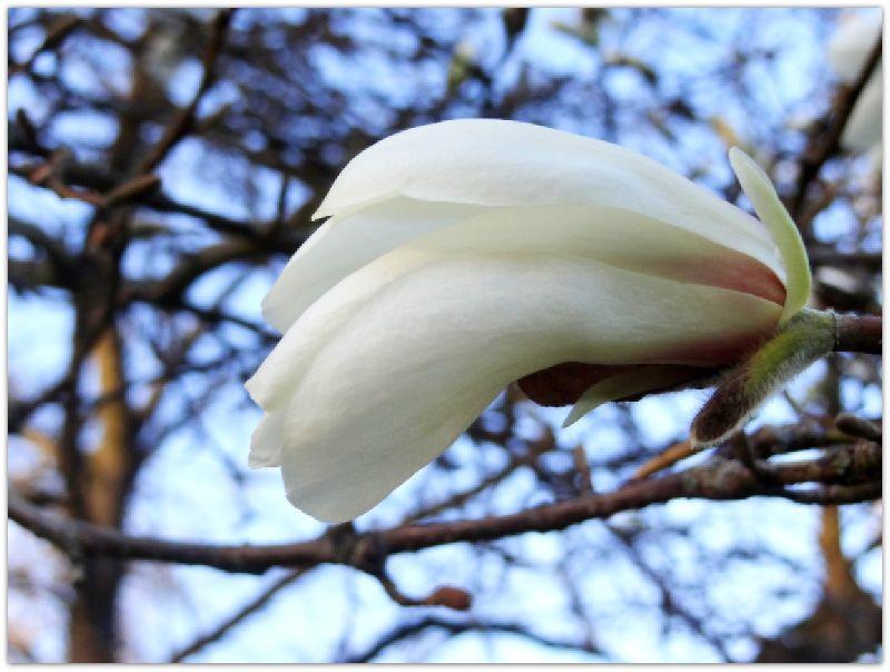 Blüte Tulpenbaum.jpg