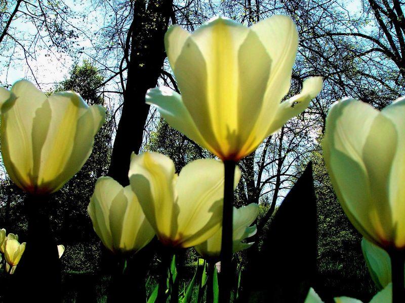 Lichttulpen.jpg