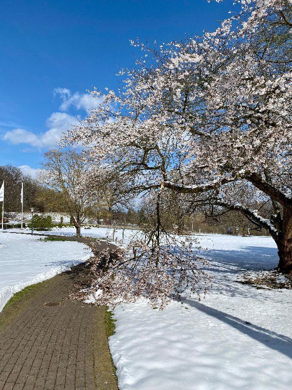 sonne - Kopie.JPG