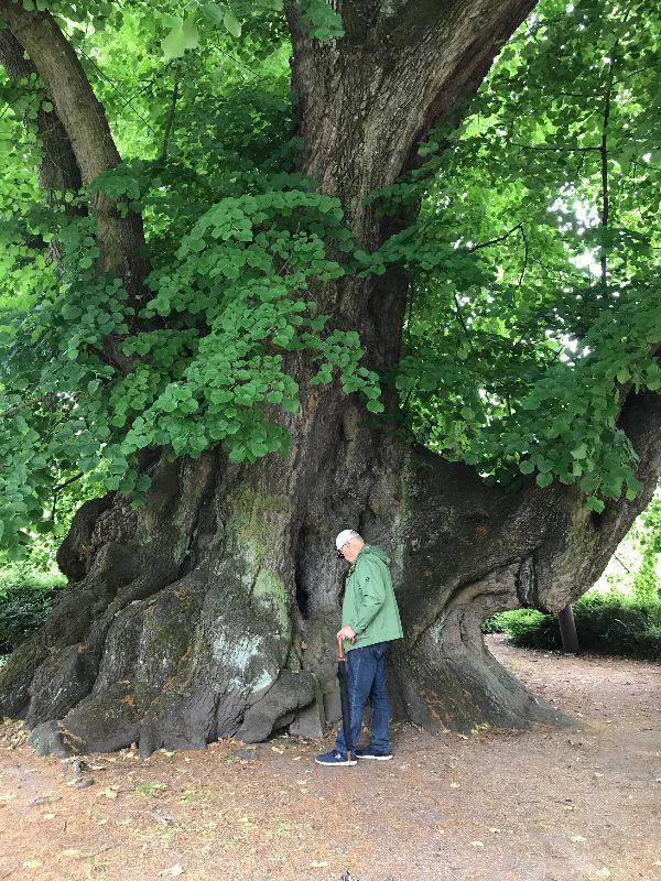 großer baum.jpg