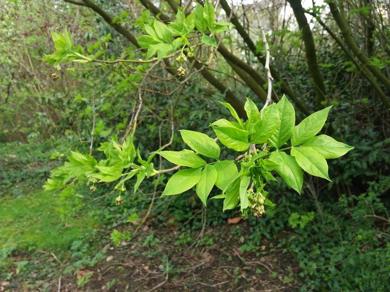 Goldregen Knospen.jpg