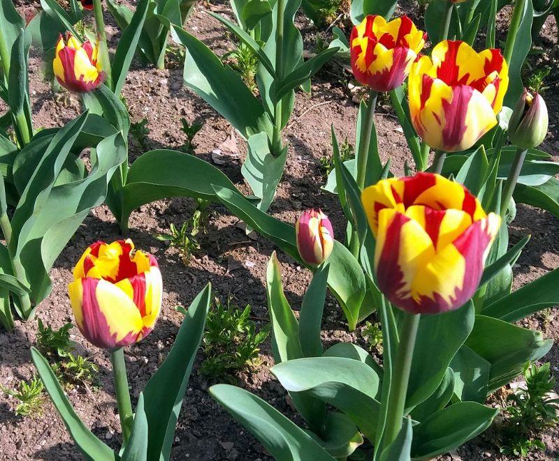 Tulpen.jpg