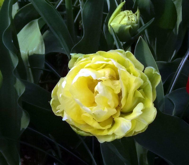 Tulpe Verona.jpg