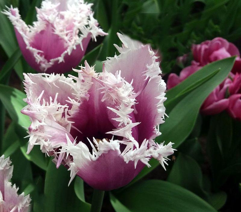 Tulpe Cummins (1).jpg