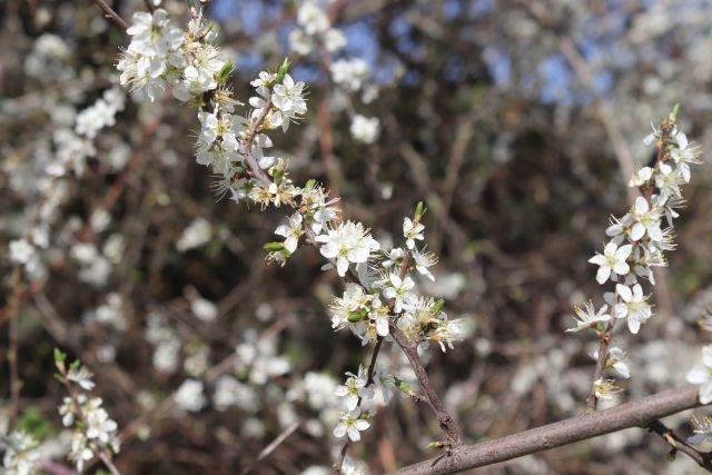 05 Kloster Garten 31.03.2021.jpg