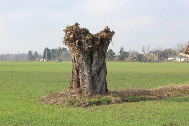 01 Kopfweiden Neukirchen 23.03.2015.jpg