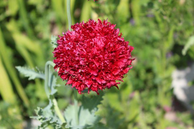 03 Mohn  Am Bienenhaus 19.06.2021.jpg