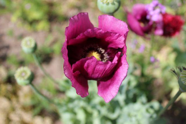 02 Mohn  Am Bienenhaus 19.06.2021.jpg