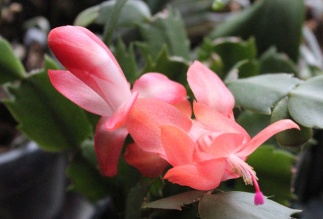 02 Schlumbergera Thor 04.11.2021.jpg